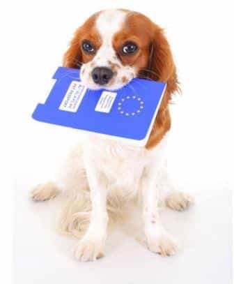 Conseils vétérinaires -Passeport