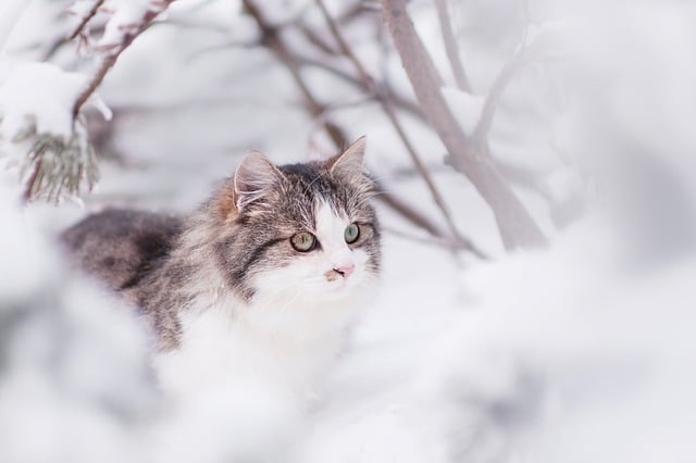 Le chats résiste très bien aux conditions hivernales